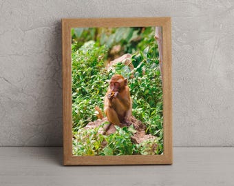 Monkey Portrait, Krabi, Phi Phi Islands, Thailand | Street Photography | Printable Wall Art | Digital Download Gift | Asia Travel