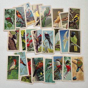 rare tea cards Trivia Playing Rare Tea Giftly