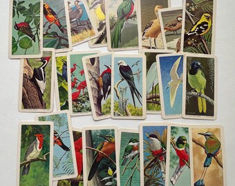24 Brooke Bond TROPICAL BIRD Tea Trade Cards 1963 Vintage Ephemera Red Rose Blue Ribbon Tea Packaging Junk Journaling Collage