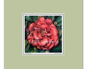 First Camellia - Archival botanical 4.5x4.5 signed print in a 9x9 mat, from original drawing by Tara Kemp