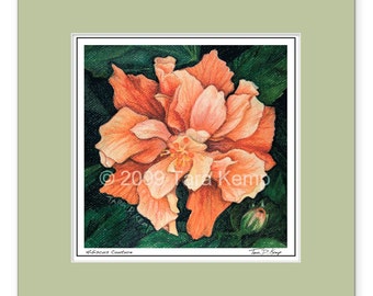 Hibiscus Couture - Archival botanical 8x8 signed print in a 12x12 mat, from original drawing by Tara Kemp