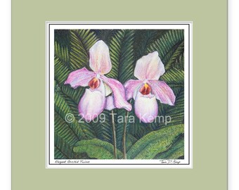 Elegant Orchid Twins - Archival botanical 8x8 signed print in a 12x12 mat, from original drawing by Tara Kemp