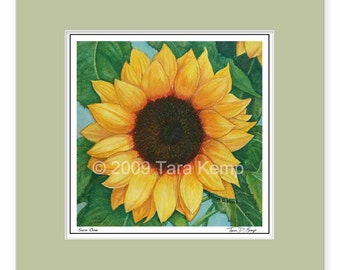 Sun One Sunflower - Archival botanical 8x8 print in a 12x12 mat, from original drawing by Tara Kemp