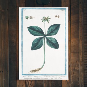 Botanical Wall Art Print, Vintage Plant Decor, Nature Lover Gift, Home Studio Decoration, Eco-Friendly Poster, Herba Paris Illustration