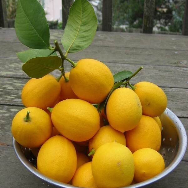 Fresh Meyer Lemons -  Organic New Crop