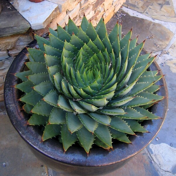 Aloe polyphylla-                 SPIRAL ALOE