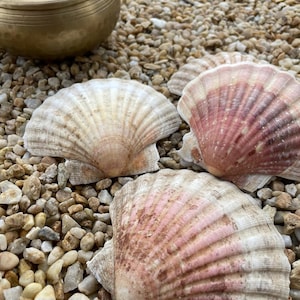 Scallops - Set of 2