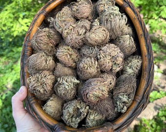 Rose of Jericho Resurrection Plant | Ancient Symbol of Renewal | Large & Small Specimens