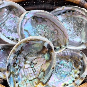 May include: A collection of iridescent abalone shells in a woven basket. The shells display a range of colors, including blues, greens, and purples, with a pearlescent sheen. The basket is made of brown wicker.
