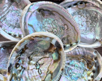 Mexican Abalone Shell | Iridescent Ritual Bowl for Smoke Cleansing, Altar Work & Sacred Space Rituals