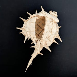 017 ムレックス、30本以上の棘を持つ貝殻、手作りオリジナル折り紙