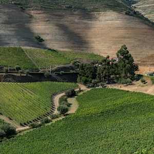 Douro Valley Vineyard Photograph | Stunning Landscape Art, Wine Country Decor, Nature Wall Art, Perfect Gift for Wine Lovers