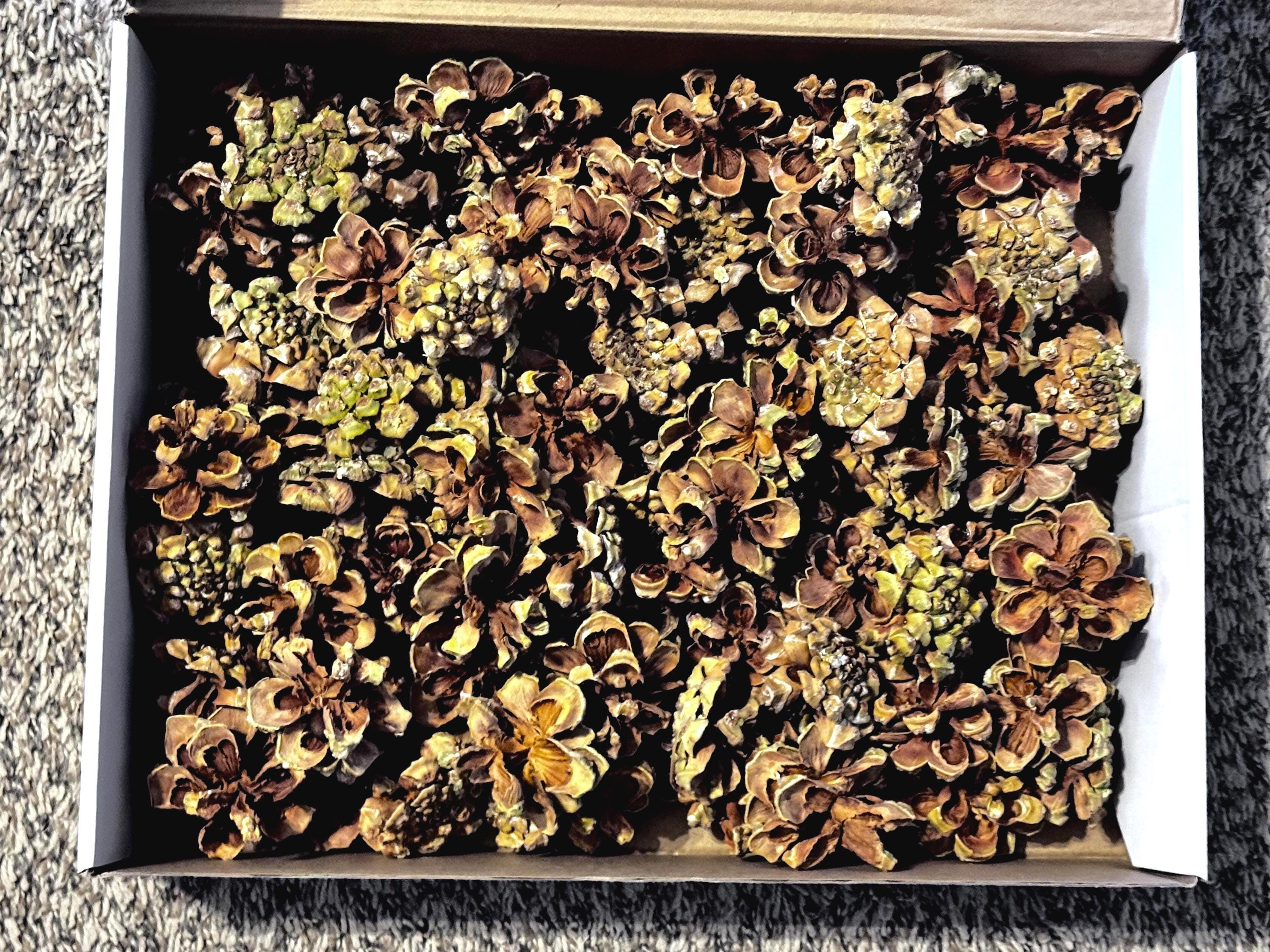 New Mexico Piñon Pine Cones: Natural Fire Starters, Craft Supply
