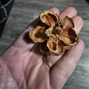 May include: A dried, open pine cone, showcasing a flower-like shape with multiple layers of brown, textured petals. The cone is held in a hand, with a gold ring visible on a finger.