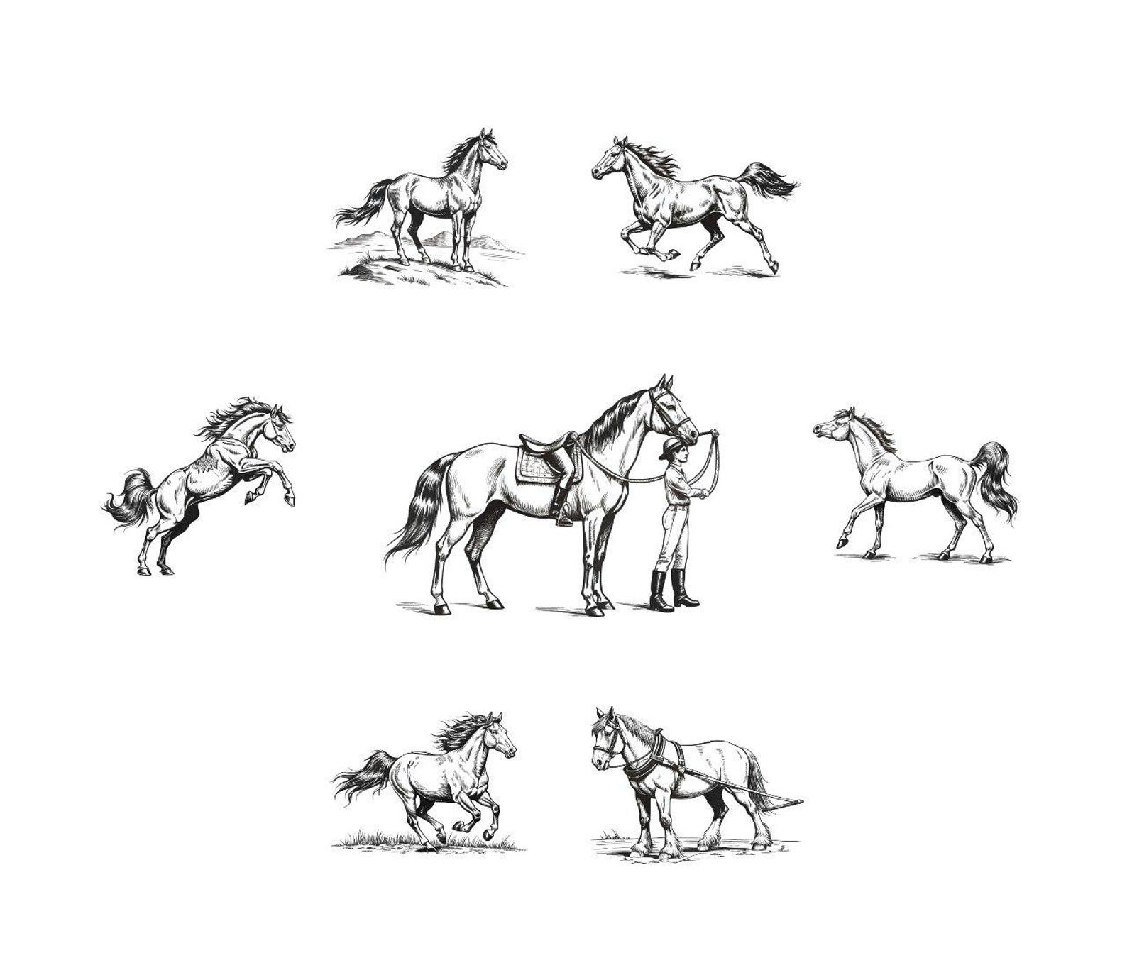 150 Horse Procreate Stamps Horse Stamp Set for Digital Drawing & Art - Etsy