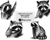 Raccoon Procreate Stamp Brushes: Wildlife Tattoo Reference (Digital Download)