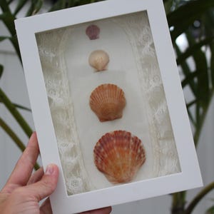 May include: A white rectangular shadow box frame containing four seashells arranged vertically in a line. The shells are displayed against a white background with white lace trim on the sides. The shells vary in size and color, ranging from light pink to orange and brown tones.