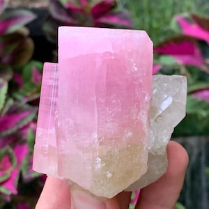 Well Terminated Pink Tourmaline Crystal with Quartz from Afghanistan — Collector Specimen / 180 Grams