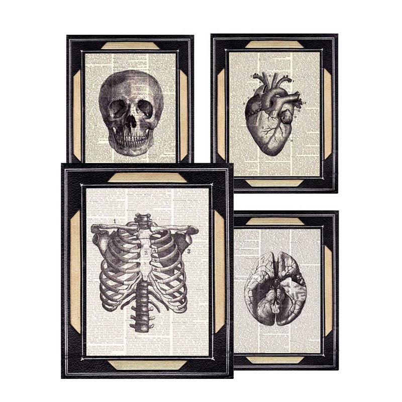 HUMAN ANATOMY 4 art prints wall decor anatomical Skull Heart