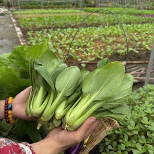 1000+ Bok Choy Seeds for Planting - Cải Thìa - AKA. Pak Choi, Chinese Cabbage, Bok Choi, Heirloom, Non-GMO Vegetable Variety