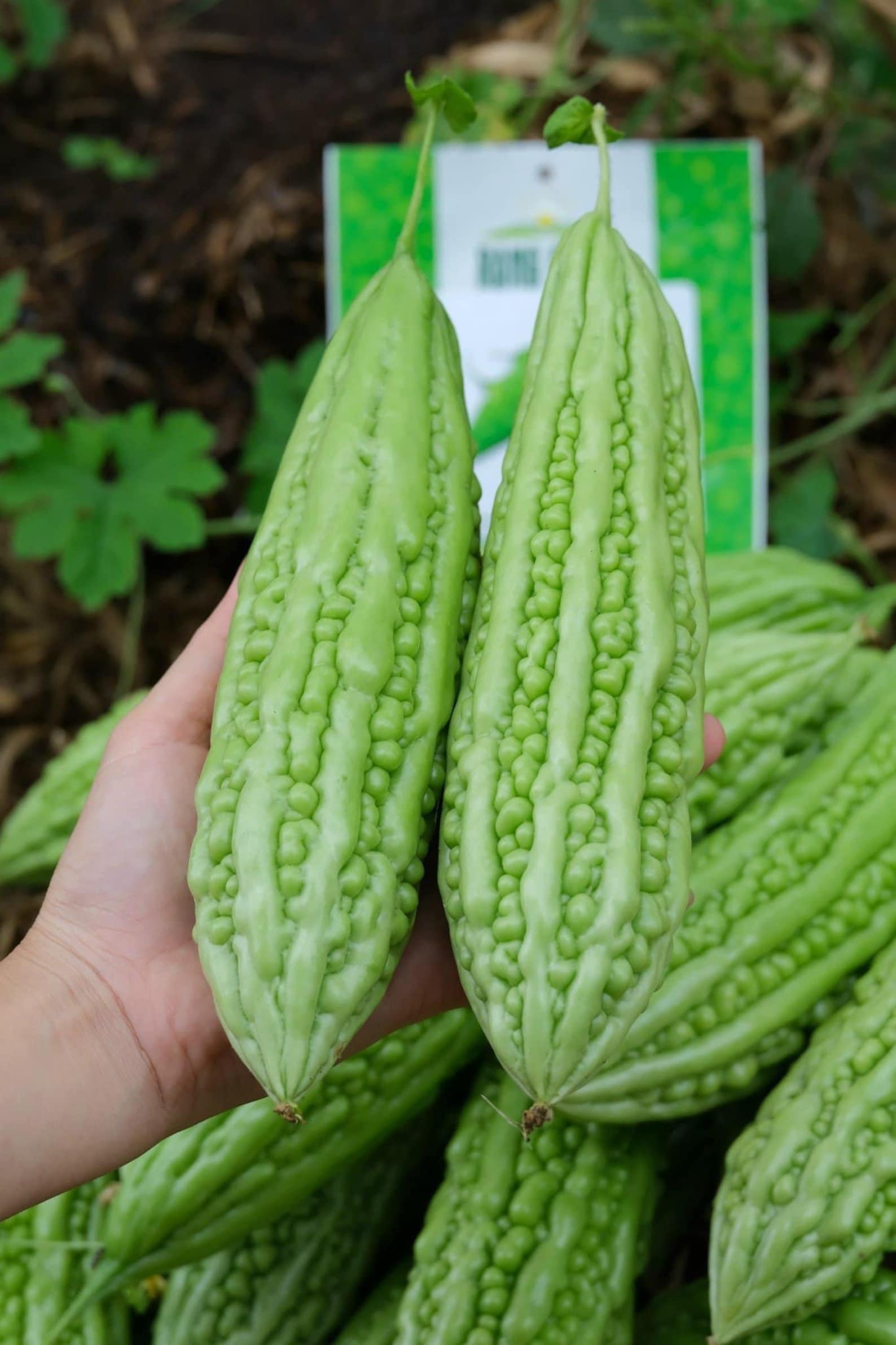 Semillas De Calabaza Amarga Vietnamita (Khổ Qua) - Variedad De Fruto Largo, No Transgénica, Para Huerto