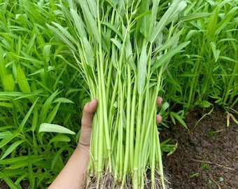 1000 Ong Choy Seeds - Rau Muong La TrE - Kong Xin CAI - Water Spinach Seeds - Organic, Non GMO, 99% Germination Rate - Made in USA