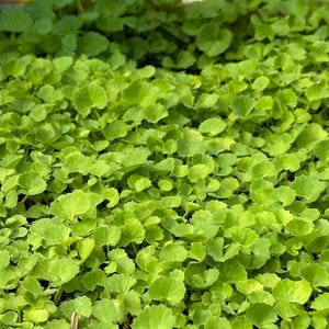 300 Green Gotu Kola Seeds - Hat Rau Ma - Big Leaf Seed Centella Asiatica Vegetable Indian Pennywort| Non GMO | Organic | Heirloom