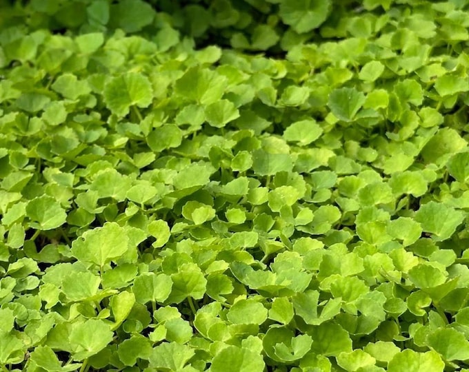 Small Leaf Pennywort (Gotu Kola) Seeds - 200+ Seeds For Fast-Growing Herbs | Centella Asiatica