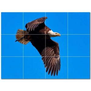 Eagle Photo Ceramic Tile Mural: Kitchen Backsplash, Shower Tile