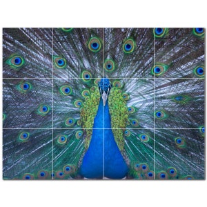 Peacock Photo Ceramic Tile Mural: Kitchen Backsplash, Shower Tile