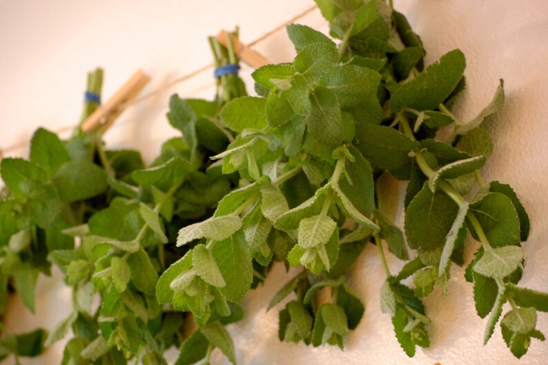 Dried Apple Mint Leaves Homegrown 1/4 & 1/2 Oz. Etsy