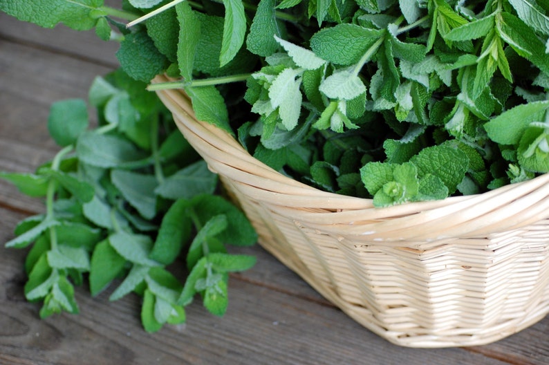 Dried Apple Mint Leaves Homegrown 1/4 & 1/2 Oz. Etsy