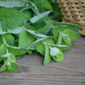 May include: A close-up of a bunch of fresh green mint leaves with a light green hue. The leaves are arranged in a cluster, with some of the leaves overlapping each other.