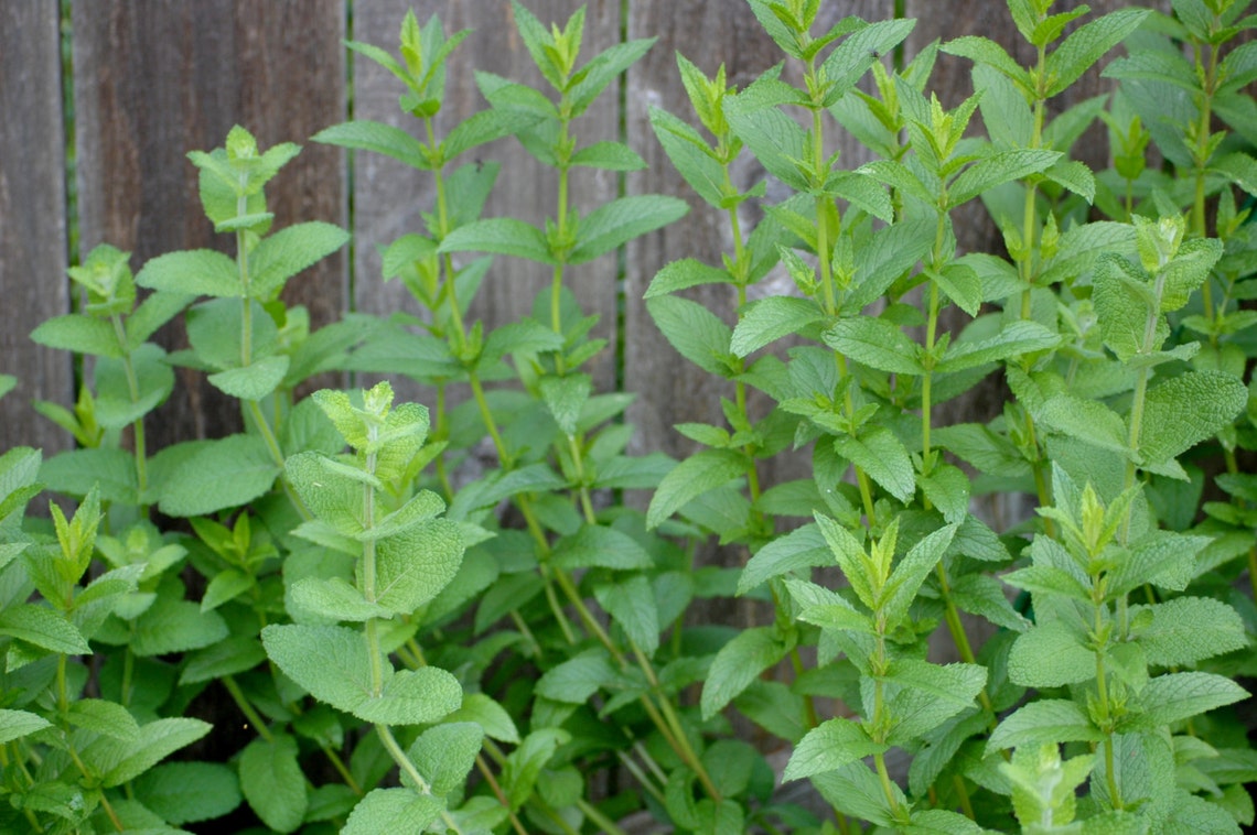Dried Apple Mint Leaves Homegrown 1/4 & 1/2 oz. Etsy