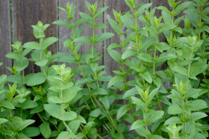Dried Apple Mint Leaves Homegrown 1/4 & 1/2 oz. Etsy