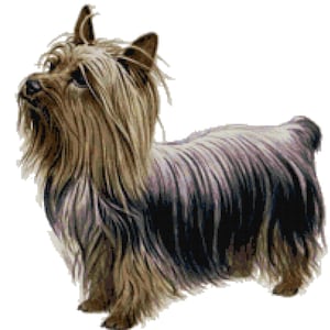 Silky Terrier Dog Counted Cross Stitch Pattern