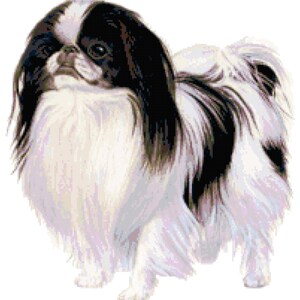 Op de afbeelding: Een zwart-witte Japanse Chin hond met lang, vloeiend haar. De hond heeft een zwart gezicht en oren, en een wit lichaam.