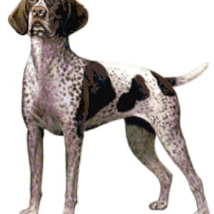German Shorthaired Pointer Dog Counted Cross Stitch Pattern