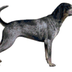 Bluetick Coonhound Dog Counted Cross Stitch Pattern