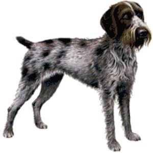 German Wirehaired Pointer Dog Counted Cross Stitch Pattern