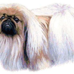 May include: A white and brown Pekingese dog with long, flowing hair. The dog has a black nose and dark eyes.