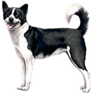 Canaan Dog Counted Cross Stitch Pattern