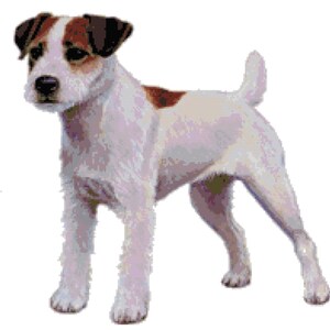 Può includere: Un Jack Russell Terrier bianco e marrone con orecchie marroni e naso nero in piedi su uno sfondo bianco.