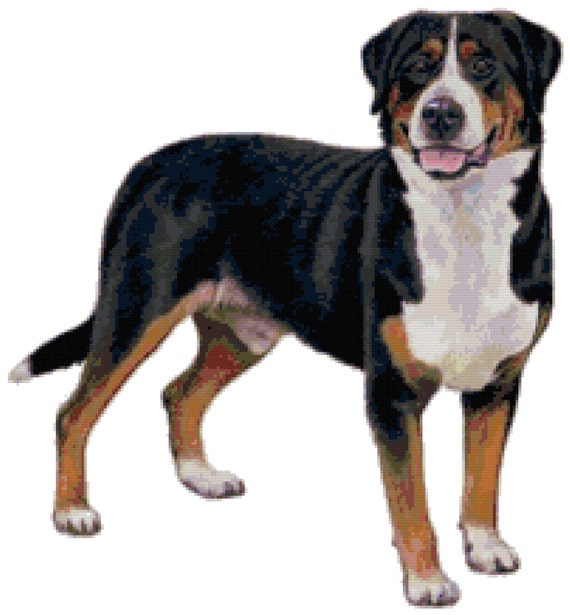 Greater swiss mountain dog life best sale expectancy