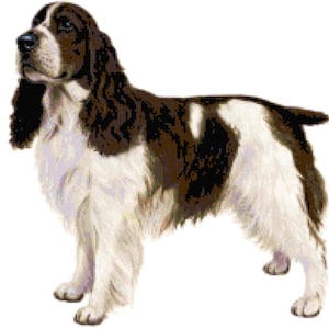 Englischer Springer Spaniel Hund Zählmuster