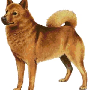 Finnish Spitz Dog Counted Cross Stitch Pattern