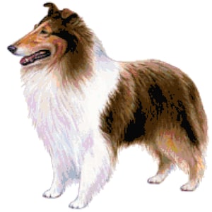 May include: A brown and white Rough Collie dog with long fur stands on a white background. The dog is looking to the left of the image.