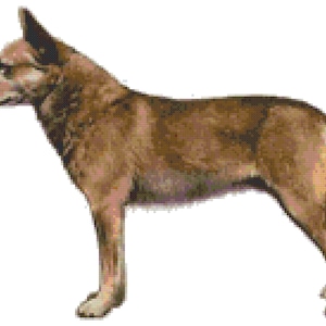 Australian Cattle Dog Counted Cross Stitch Pattern