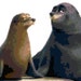 Rudder and Fluke Finding Dory Counted Cross Stitch Pattern