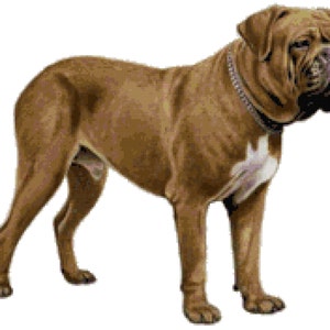 Dogue de Bordeaux Dog Counted Cross Stitch Pattern